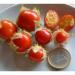 Seme povrća: Paradajz Litchi (100 semenki), slika2